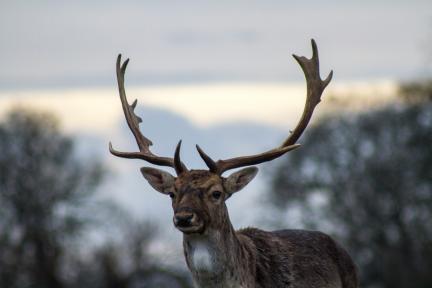 A reindeer in a winter scenery